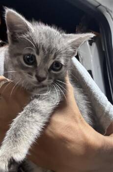 GRACIE -  Domestic Short Hair Cat for Adoption in Fort Myers, Florida - GRACIE | PetCurious