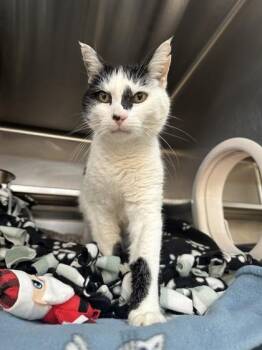 Cleopatro -  Domestic Short Hair Cat for Adoption in Manitowoc, Wisconsin - Cleopatro | PetCurious