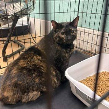 Domestic Short Hair Cats Available for Adoption in Gadsden, Alabama - Whopper | PetCurious