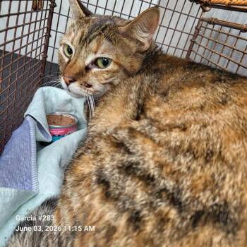 DOTTIE -  Domestic Short Hair Cat for Adoption in San Antonio, Texas - DOTTIE | PetCurious