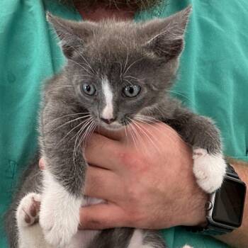 Domestic Short Hair Cats Available for Adoption in Galax, Virginia - Finch | PetCurious