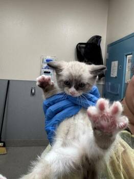 RAFIE -  Domestic Short Hair Cat for Adoption in Las Vegas, Nevada - RAFIE | PetCurious