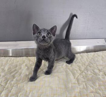 Quill -  Domestic Medium Hair Cat for Adoption in Dickson, Tennessee - Quill | PetCurious