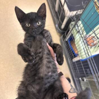 Domestic Short Hair Cats Available for Adoption in Rocky Mount, Virginia - Lightning McQueen | PetCurious