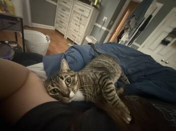 Remy -  Domestic Short Hair Cat for Adoption in Odenton, Maryland - Remy | PetCurious