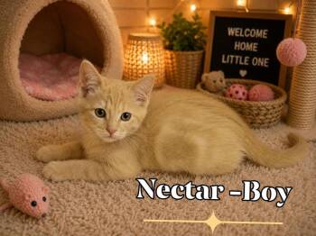 Nectar -  Domestic Short Hair Cat for Adoption in Miami, Oklahoma - Nectar | PetCurious
