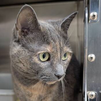 Rescue Domestic Short Hair Cats for Adoption - Marley | PetCurious