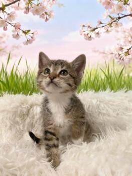 Tabby Cats Available for Adoption in Tehachapi, California - Curly | PetCurious