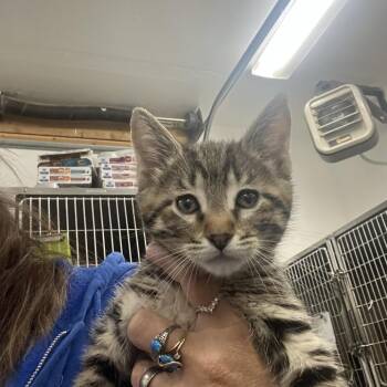 Gus -  Domestic Short Hair Cat for Adoption in Idaho Falls, Idaho - Gus | PetCurious