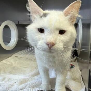 Potomac -  Domestic Medium Hair Cat for Adoption in Richmond, Virginia - Potomac | PetCurious