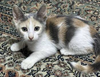 Minnie -  Domestic Short Hair Cat for Adoption in Mississauga, Ontario - Minnie | PetCurious