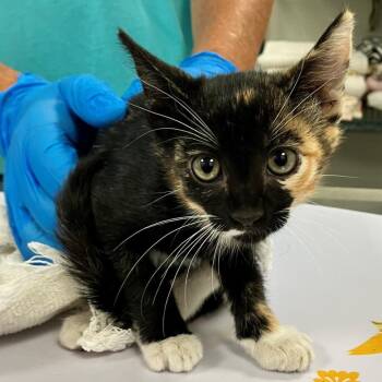 Siren -  Domestic Short Hair Cat for Adoption in Las Cruces, New Mexico - Siren | PetCurious