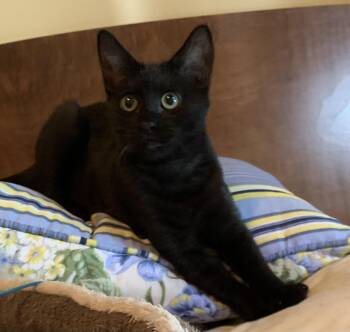 Rescue Domestic Short Hair Cats for Adoption in Columbia, South Carolina - Oliver | PetCurious