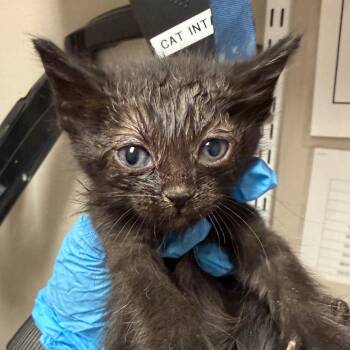 Domestic Short Hair Cats Available for Adoption in Yuma, Arizona - Ms. Void | PetCurious