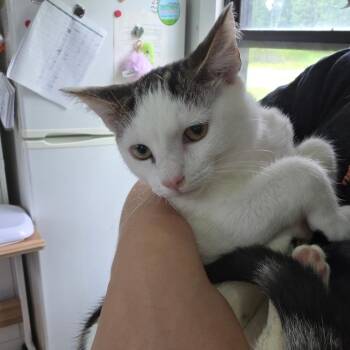 Ozzy -  Domestic Short Hair Cat for Adoption in Chapel Hill, North Carolina - Ozzy | PetCurious