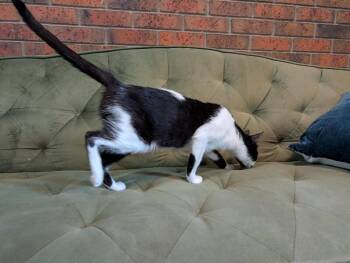 Pomni -  Domestic Short Hair Cat for Adoption in Fort Collins, Colorado - Pomni | PetCurious