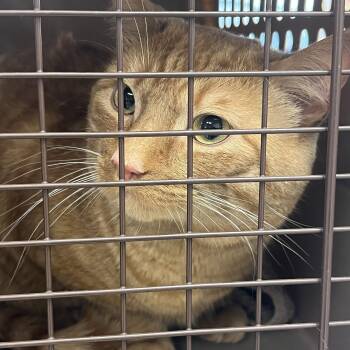 Domestic Short Hair and Tabby Cats Available for Adoption in Mendham, New Jersey - Milo | PetCurious