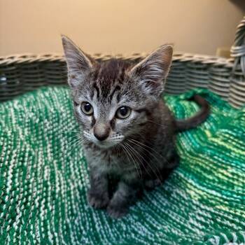 Rosemary -  Domestic Short Hair Cat for Adoption in Newport News, Virginia - Rosemary | PetCurious