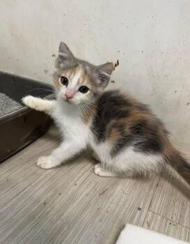 Hermione -  Domestic Short Hair Cat for Adoption in Marion, Ohio - Hermione | PetCurious