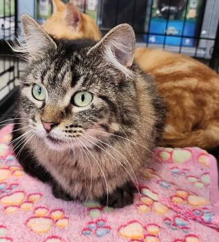 Rescue Domestic Long Hair Cats for Adoption in Troy, Alabama - Starlight | PetCurious