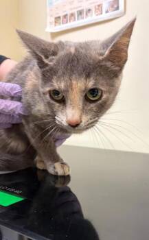 Domestic Short Hair Cats Available for Adoption in West Chester, Pennsylvania - Violet Beauregarde | PetCurious