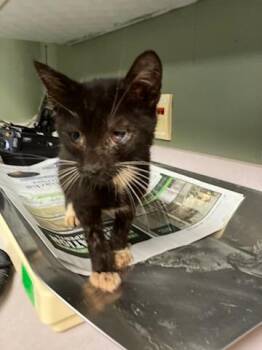 HORNET -  Domestic Short Hair Cat for Adoption in Jacksonville, Florida - HORNET | PetCurious
