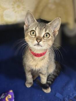 Plum Pudding -  Domestic Short Hair Cat for Adoption in Westland, Michigan - Plum Pudding | PetCurious