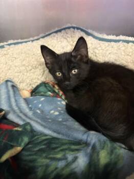 GUPPY -  Domestic Short Hair Cat for Adoption in Brewster, Massachusetts - GUPPY | PetCurious
