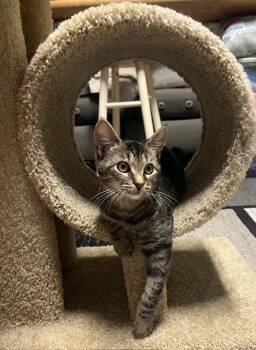 Rescue Domestic Short Hair and Tabby Cats for Adoption in Baltimore, Maryland - Briar (Cheez It Litter) | PetCurious