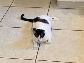 Rescue Domestic Short Hair Cats for Adoption in South Miami, Florida - Venus | PetCurious