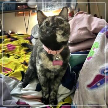 Domestic Short Hair Cats Available for Adoption - Brownie | PetCurious