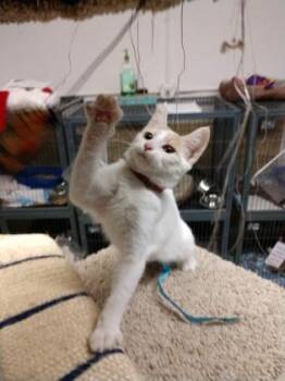 Rescue Domestic Short Hair Cats for Adoption in Leander, Texas - Annabelle | PetCurious