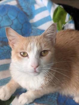 Domestic Short Hair Cats Available for Adoption - Zoe Morley-Steve | PetCurious