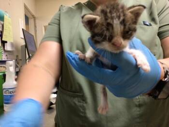 A1936137 -  Domestic Short Hair Cat for Adoption in Riverside, California - A1936137 | PetCurious