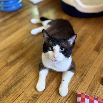 Snowshoe and Domestic Short Hair Cats Available for Adoption in Plainfield, Illinois - Professor Snape | PetCurious