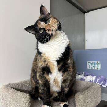 Rescue Calico Cats for Adoption in Anchorage, Alaska - Daisey | PetCurious