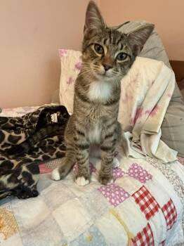 Rescue Tabby and Domestic Short Hair Cats for Adoption in Chattanooga, Tennessee - Diego | PetCurious