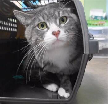 WYBIE -  Domestic Short Hair Cat for Adoption in Omaha, Nebraska - WYBIE | PetCurious