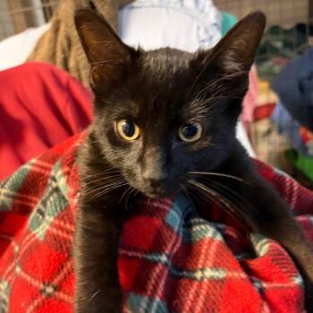 Cola -  Domestic Short Hair Cat for Adoption in Waldorf, Maryland - Cola | PetCurious