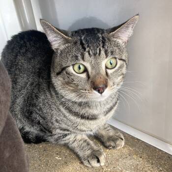 Rescue Domestic Short Hair Cats for Adoption in Skokie, Illinois - Rowan | PetCurious