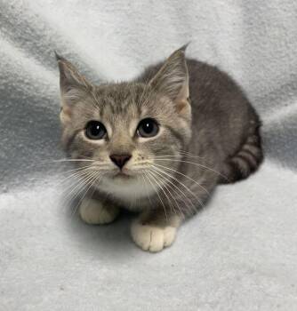 Nacho -  Domestic Short Hair Cat for Adoption in Jackson, Michigan - Nacho | PetCurious