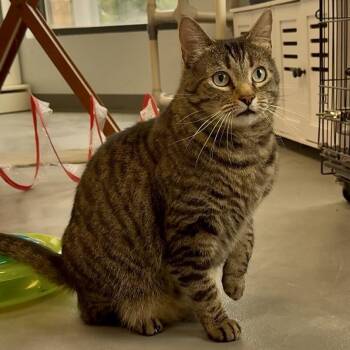 Todd -  Domestic Short Hair Cat for Adoption in Roanoke, Virginia - Todd | PetCurious