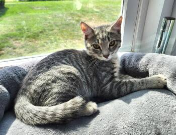 Rescue Domestic Short Hair Cats for Adoption in Boiling Springs, Pennsylvania - Eli | PetCurious