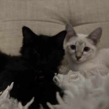 Camryn and HiJinks -  Siamese and Domestic Medium Hair Cat for Adoption in Melrose, Massachusetts - Camryn And HiJinks | PetCurious