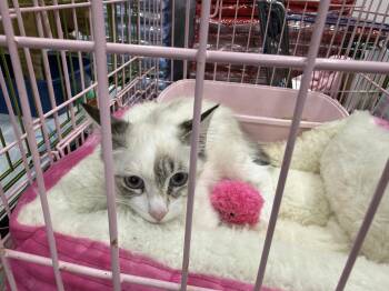Suki -  Siamese Cat for Adoption in Oceanside, California - Suki | PetCurious