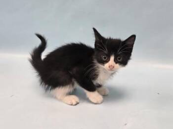 Pronto Pup -  Domestic Short Hair Cat for Adoption in Minneapolis, Minnesota - Pronto Pup | PetCurious