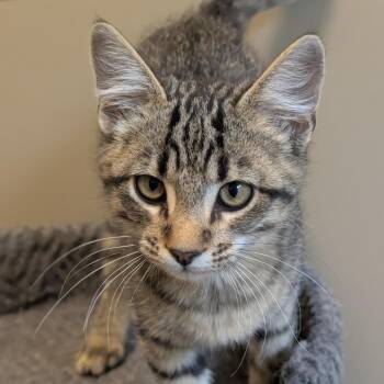 Soft Paws -  Domestic Short Hair Cat for Adoption in Sonoma, California - Soft Paws | PetCurious