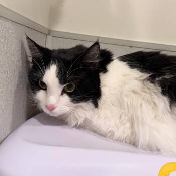 Tilly -  Domestic Long Hair Cat for Adoption in Tampa, Florida - Tilly | PetCurious