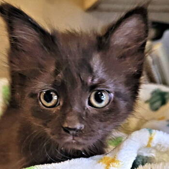 Rescue Domestic Medium Hair Cats for Adoption in Rutherfordton, North Carolina - Pixie | PetCurious