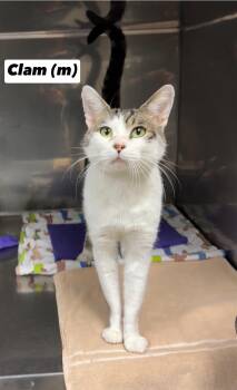 Rescue Domestic Short Hair Cats for Adoption in Montville, New Jersey - Clam | PetCurious